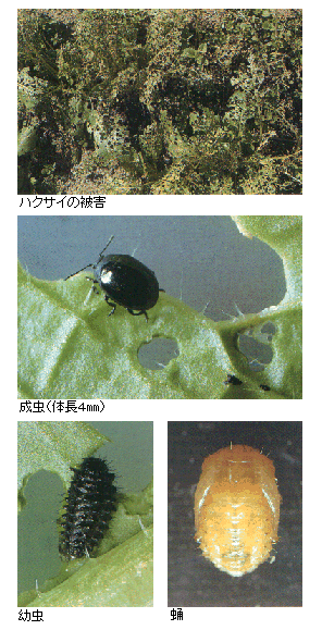 ダイコンハムシの被害と成虫の写真