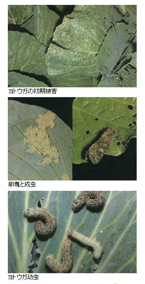 ヨトウガの被害と成虫、幼虫の写真