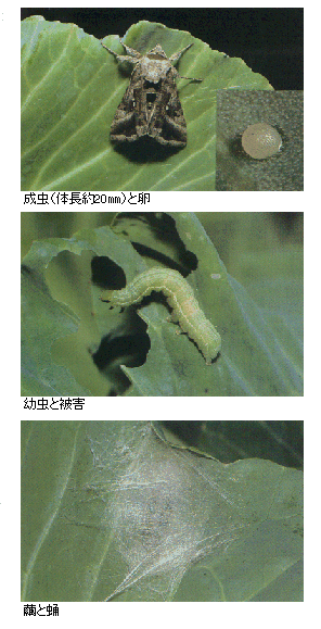 タマナキンウワバの成虫と幼虫、被害の写真