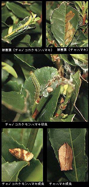 チャノコカクモンハマキの被害、幼虫、成虫とチャハマキ成虫写真
