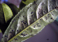 チャトゲコナジラミ幼虫の写真１