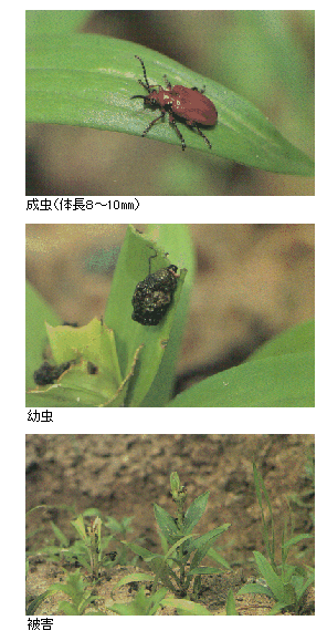 成虫と幼虫、被害状況の写真