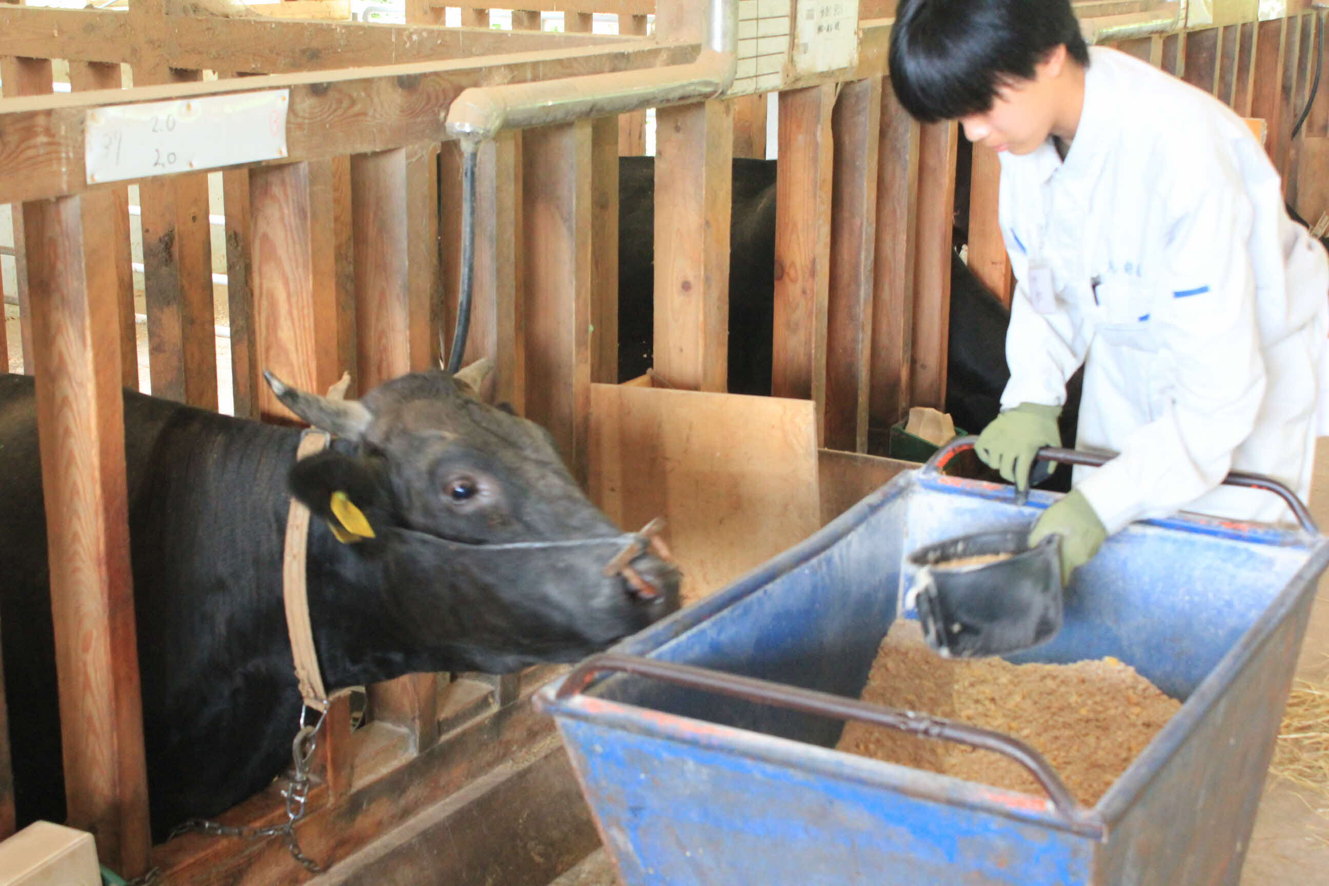 昨年度の様子（肉用牛）