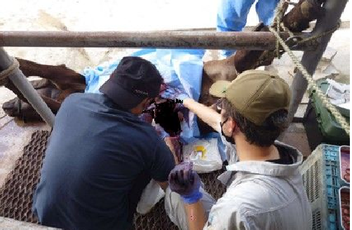 腹部ヘルニア手術