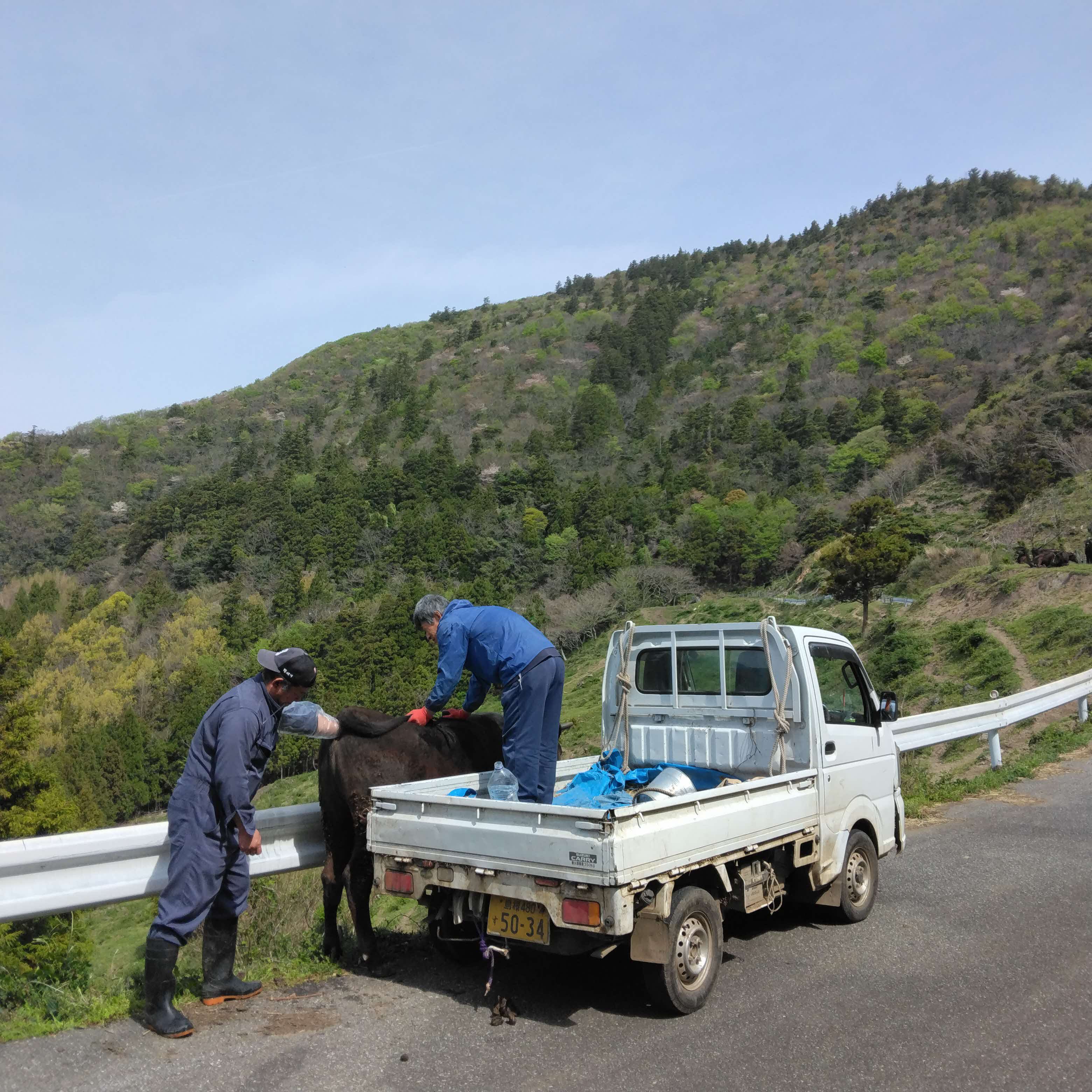 家畜人工授精風景