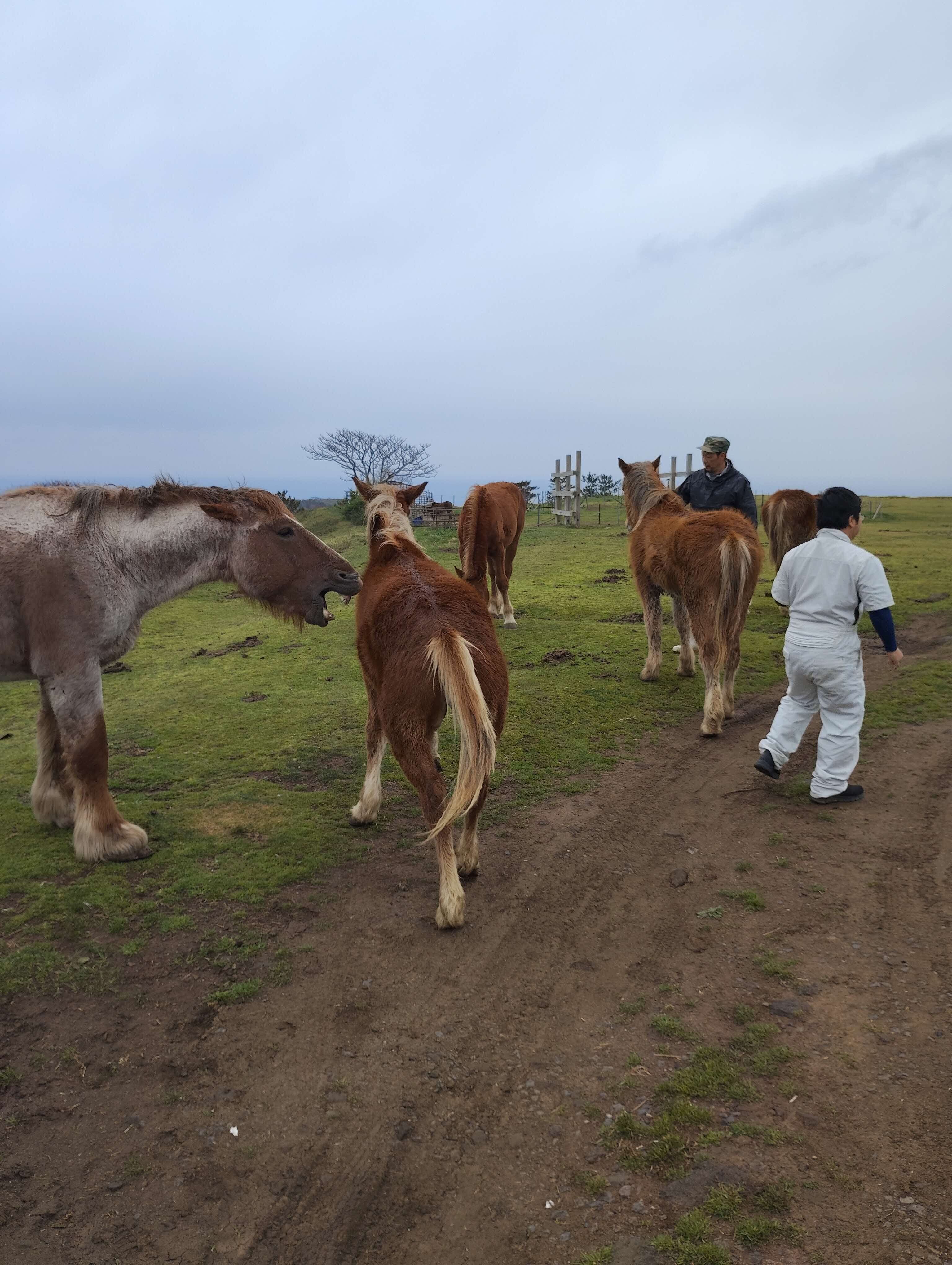 西ノ島町の放牧馬