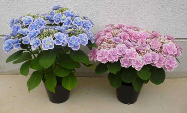 瑠璃るらら（青、ピンク）