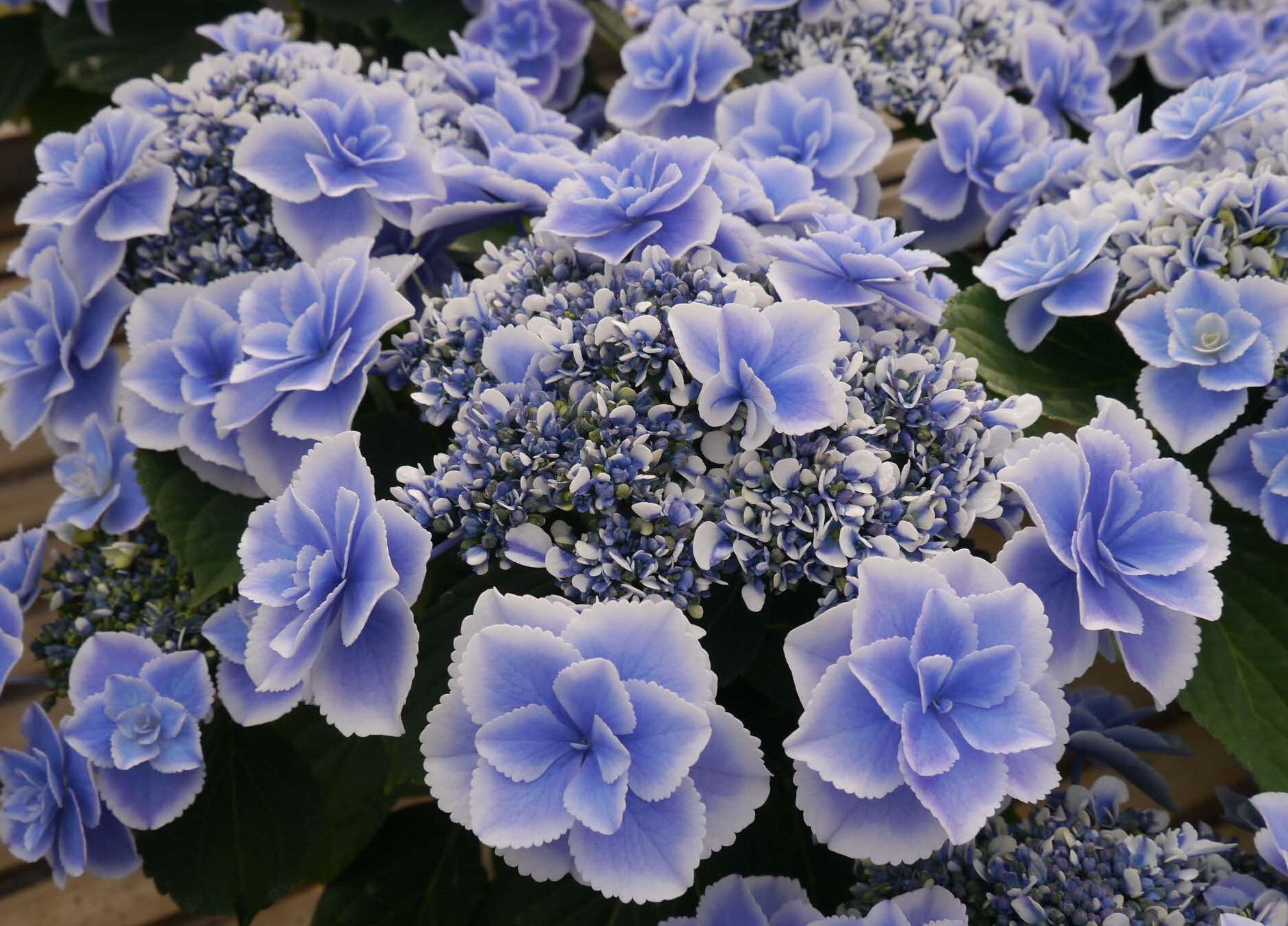 瑠璃るららブルー