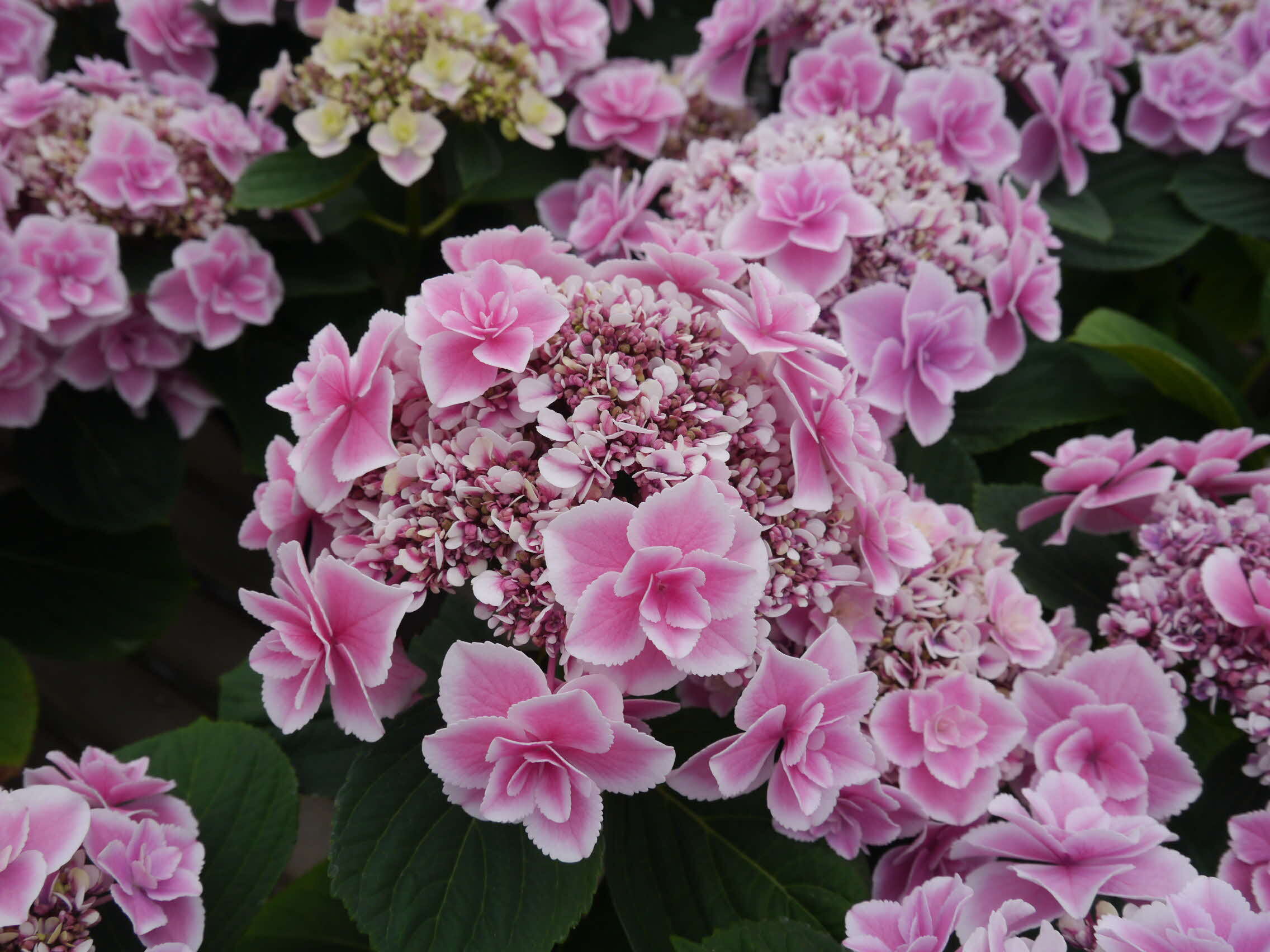 瑠璃るららピンク