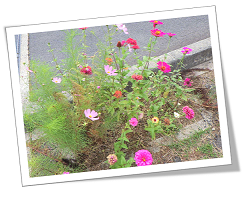 加茂漁港臨港道路花その1