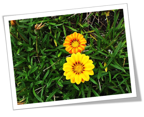 加茂漁港臨港道路花その2