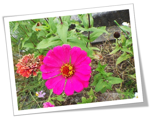 加茂漁港臨港道路花その3