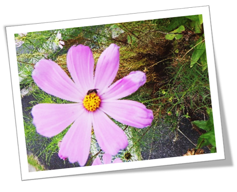 加茂漁港臨港道路花その5