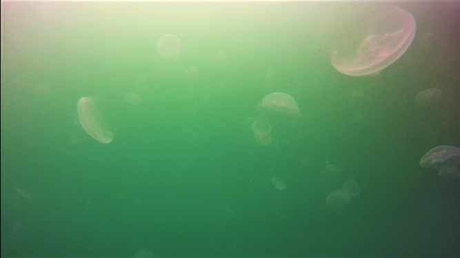 水中ドローンクラゲ2