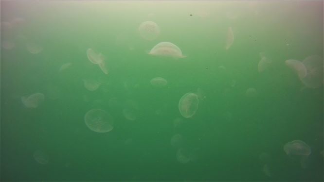 水中ドローンクラゲ3