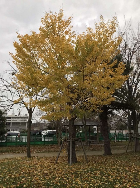 黄葉したイチョウの木