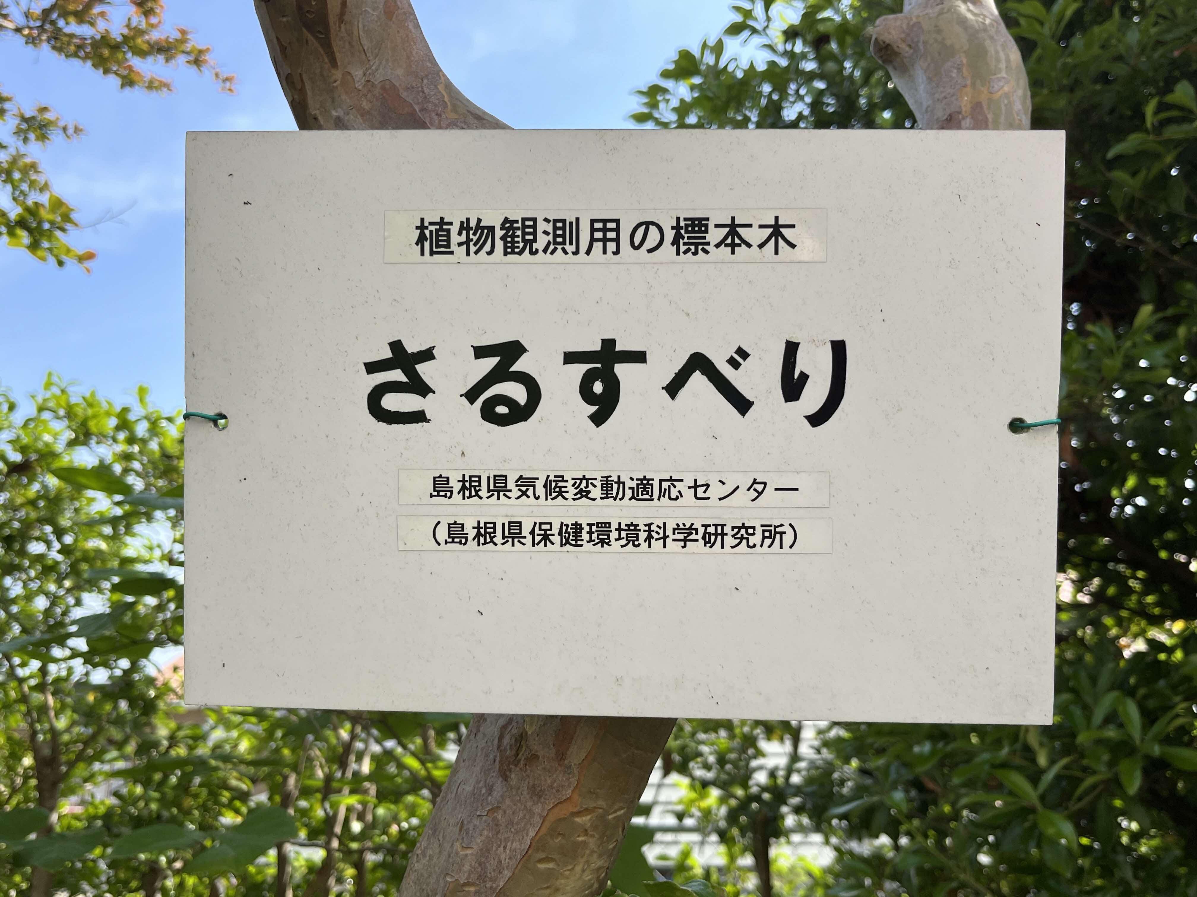 さるすべりの標本木を示す掲示板