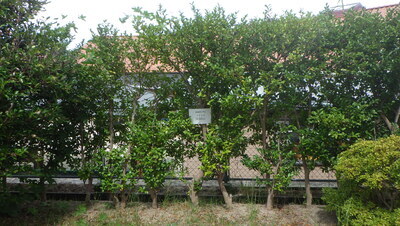 さざんかの標本木