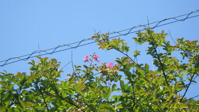 さるすべりの花を撮影した写真