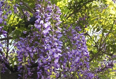 ノダフジの花