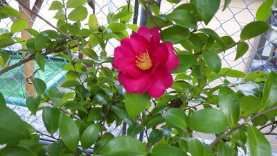 さざんかの花