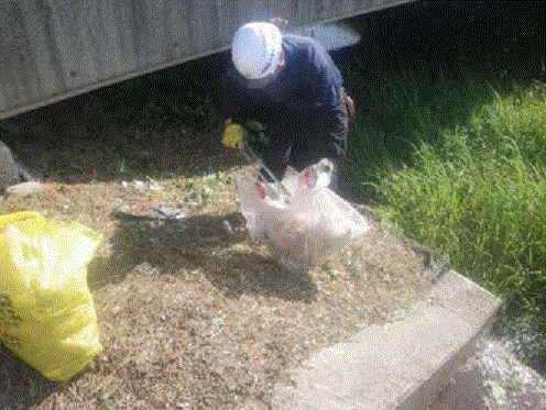 ごみ拾いの様子