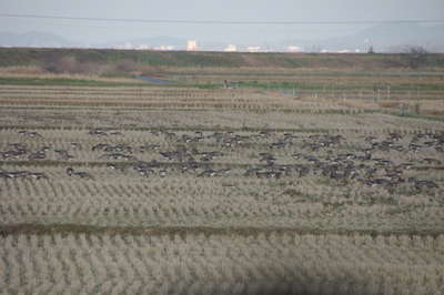 斐伊川河口付近の田んぼでえさを食べる鳥たちの写真