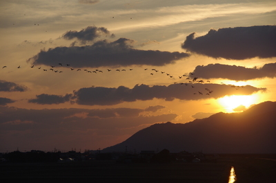 斐伊川河口の夕空を飛ぶ鳥の群れの写真(ねぐら入り）