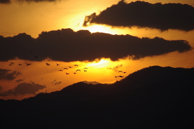 斐伊川河口の夕空を飛ぶ鳥の群れの写真