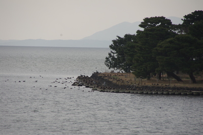 夕日スポットから撮影した嫁ヶ島近くの水鳥たちの写真