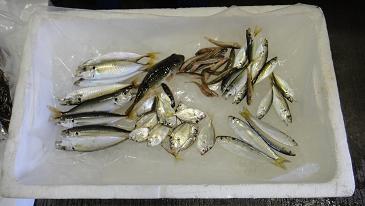 中海で獲れた魚