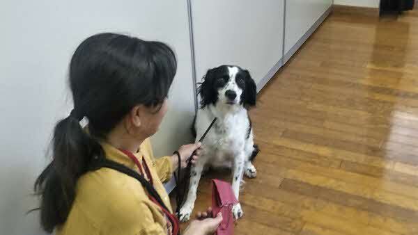 譲渡犬ベル