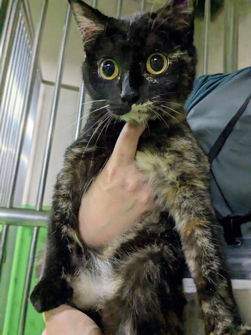 kiki3