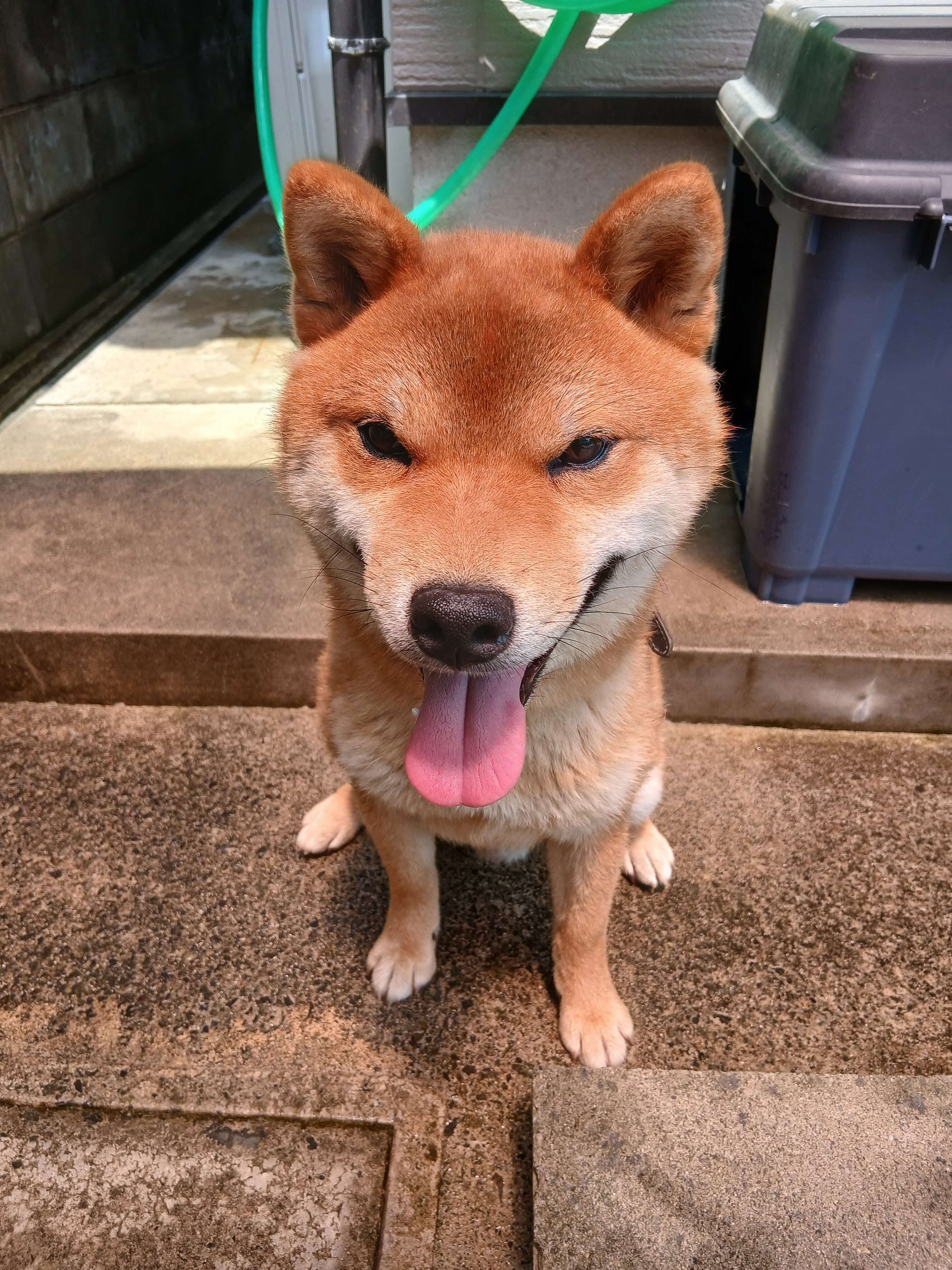 いぬ１