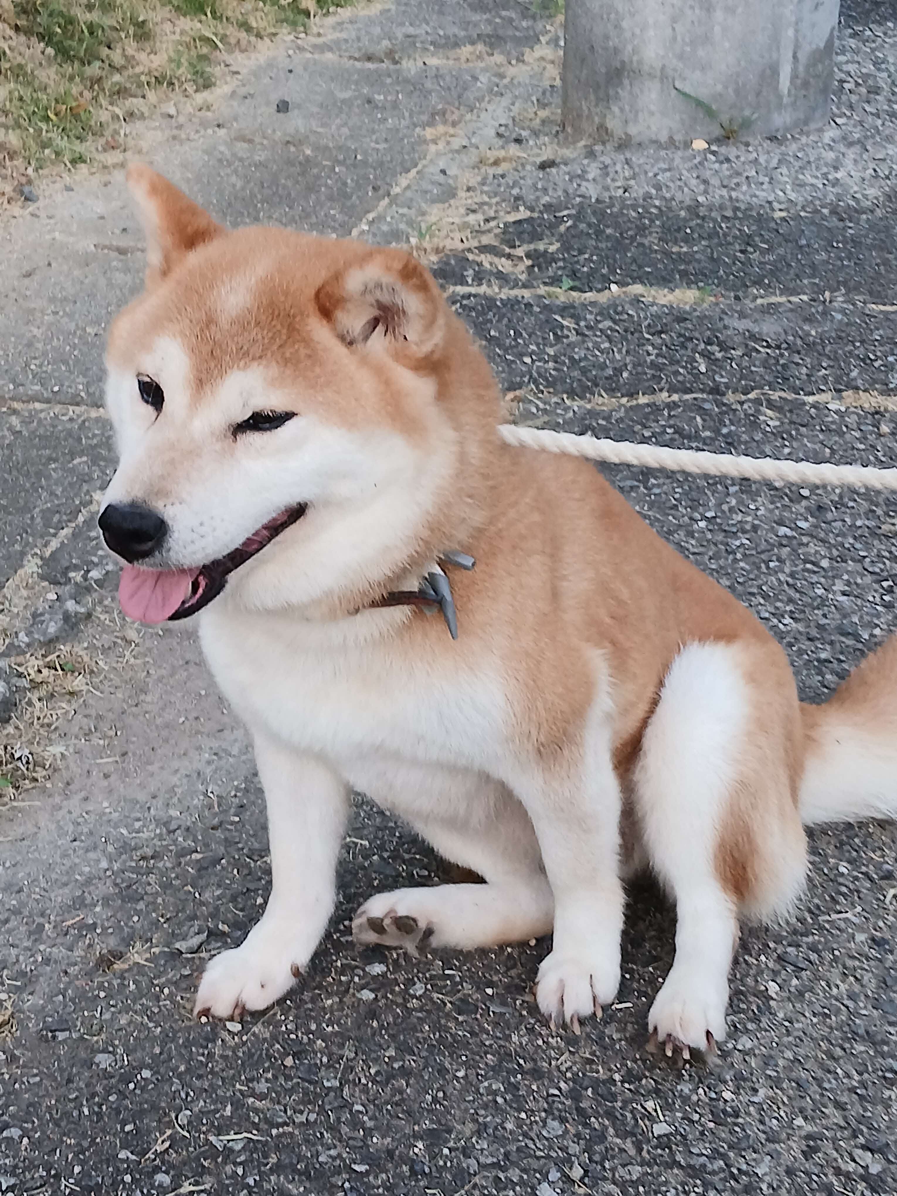 いぬ４