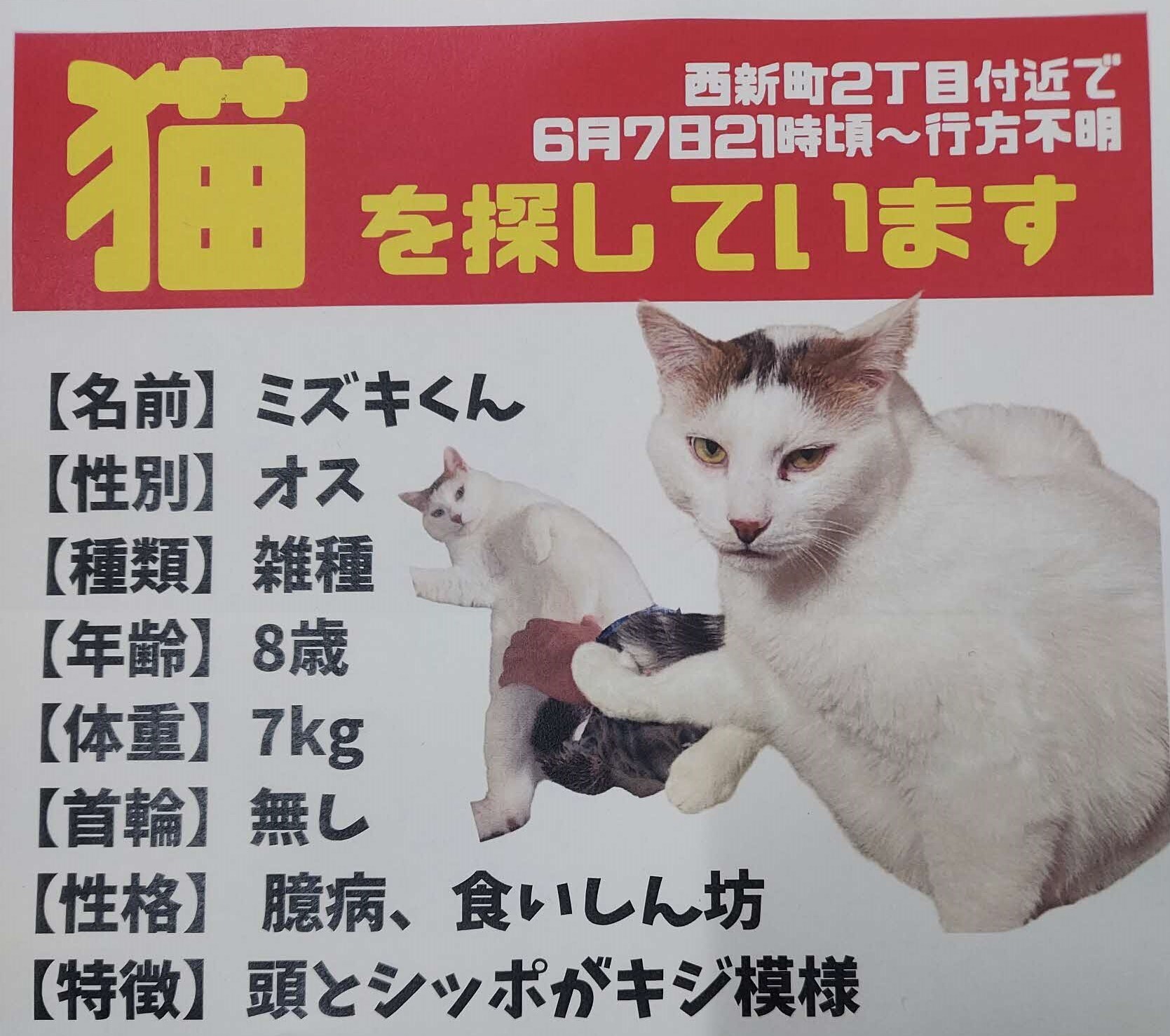 猫捜索