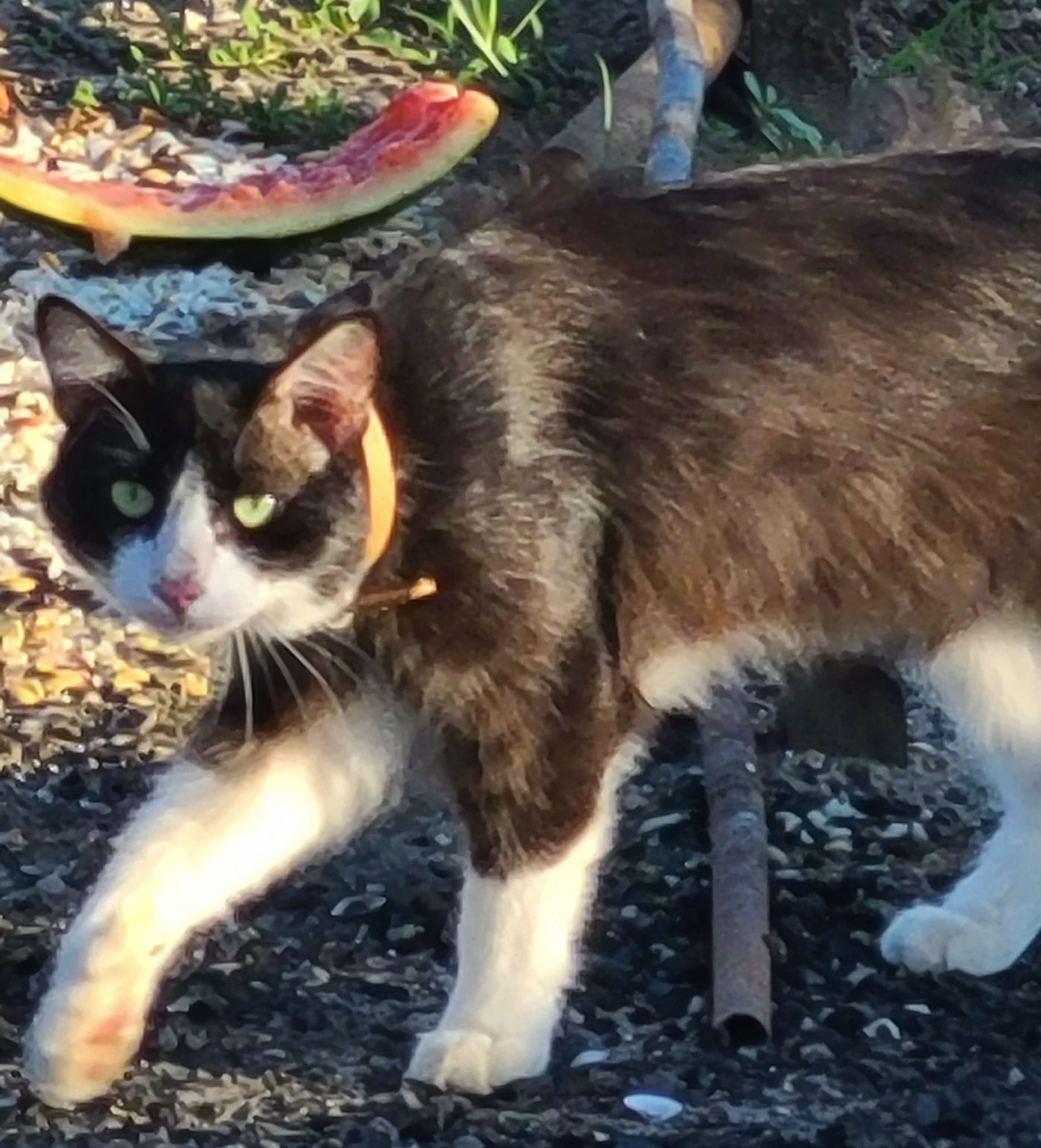 nekoa