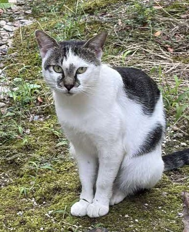 大社町中荒木猫