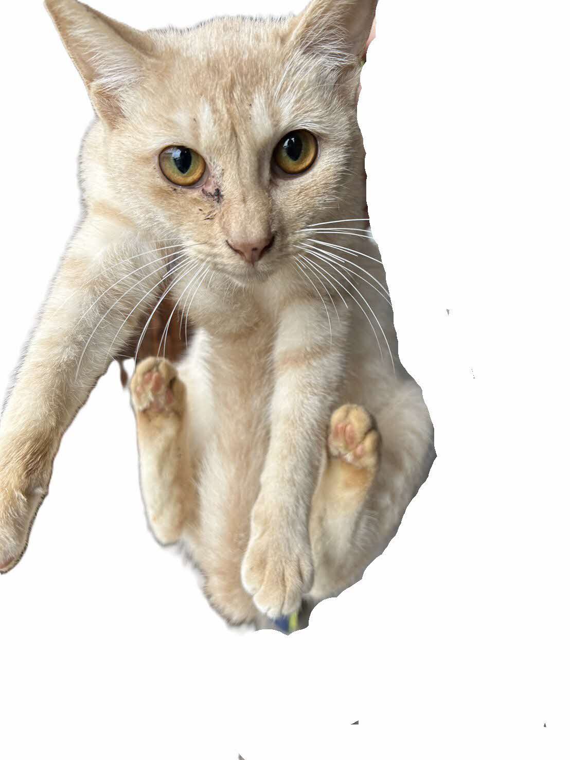 猫画像