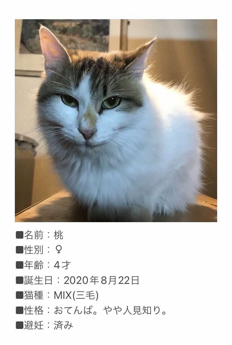 neko03