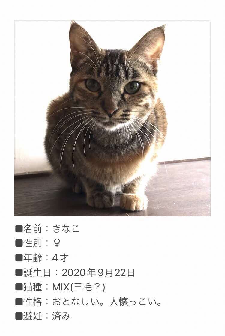 neko-2