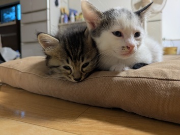 猫画像