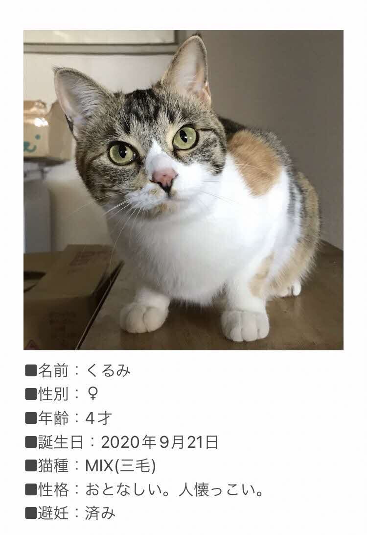 neko3