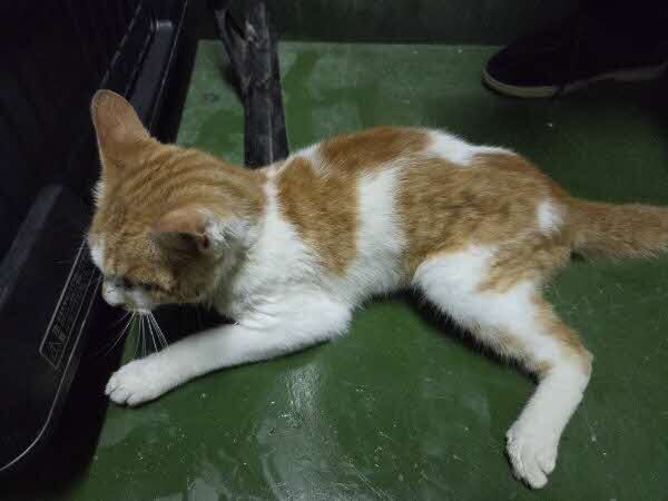 塩冶猫２