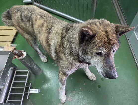 西代町-保護犬1