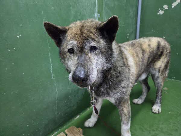 西代町-保護犬2