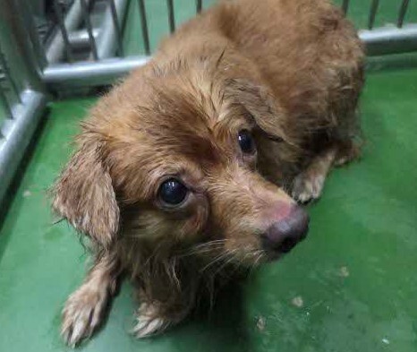 荘原保護犬２