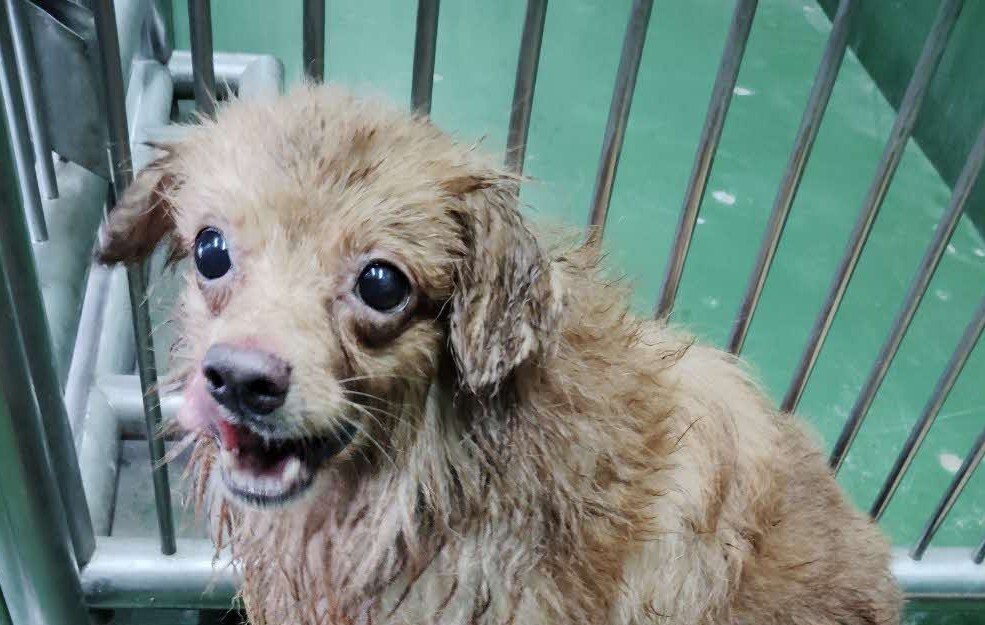 荘原保護犬