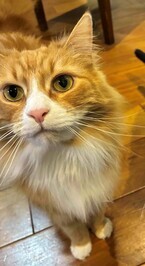 猫画像2