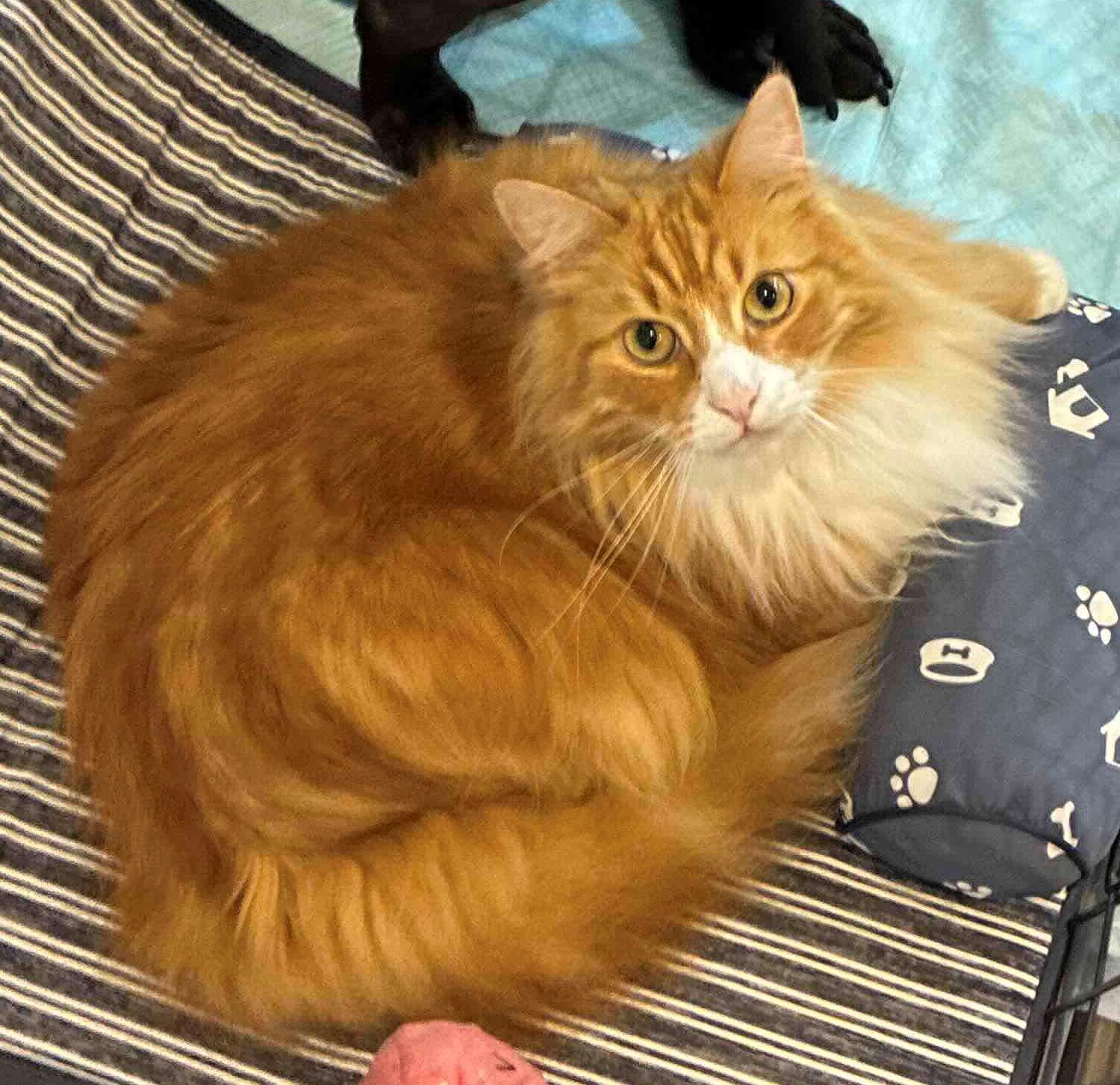 猫画像1